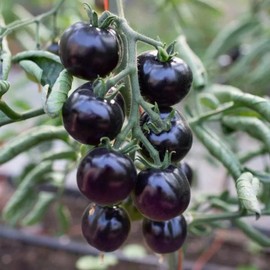 ZEshops ZEshops 100pcs European Black Cherry Tomato Seeds - Heirloom, Non-GMO, Rich Flavor - Full Planting Guide Included for Home Gardens, Perfect Gardening Gift (Black Cherry Tomato Seeds)