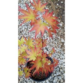 Pixies Gardens (1 Gallon Sango-Kaku Japanese Maple-Brilliant Red Bark(Coral Bark)- A Real Beauty Coral Barurn Bright Red Year Round Beauty with Spectacular Range of Leaf Colors- A Real Beauty