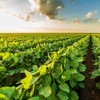 Outsidepride Soybean Seeds - 10 lbs High-Protein & High Yield