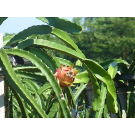 Unbranded Dragon Fruit Cuttings - Cut To Order - Multiple Varieties - 8"-12" - Bloody Mary - H. polyrhizus (PR)