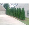 5 Emerald Green Arborvitae 6-12" Tall Live Plants in 4"