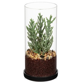 GnFlus Artificial Succulent in Cylindrical Glass Vase Small Fake Senecio Plant with Modern Glass Terrarium Faux Plants Indoor Gift for Plant Lover Decor for Home Office Table Desk Shelf