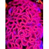 Huge Brain Celosia! Crazy Mixed Colors 100 Seeds ! Comb.s/h!