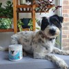 NutriPaw Joint & Hip Treats For Dogs - Stiffness, Strength,