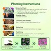 Outsidepride Ornamental Cabbage Flower Seeds - 1000 Pcs. Annual, Cold