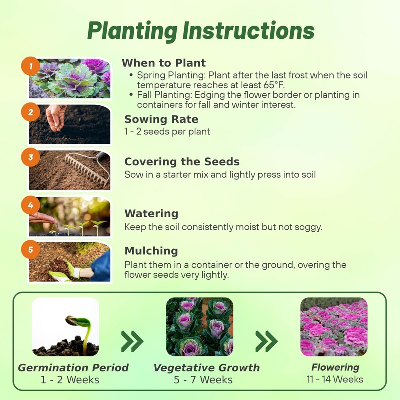 Outsidepride Ornamental Cabbage Flower Seeds - 1000 Pcs. Annual, Cold