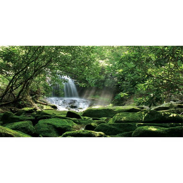 MIRRORANG 61 x 30 cm Forest Terrarium Background Tropical Rainforest