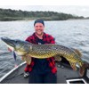 LMAB KØFI Perch Shad 14 cm – Zander Bait /