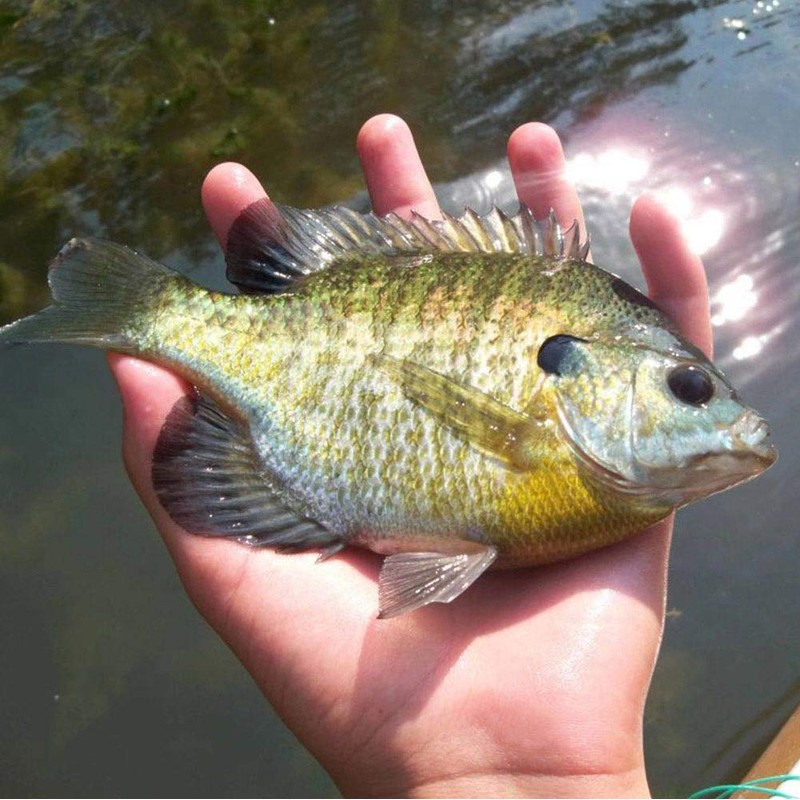 YZD Silverside Minnow Crappie Jig 12pcs (Blue)