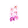 FMM Moth Orchid