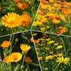 Groundio Calendula Seeds Pacific Beauty Mix, 3000+ Calendula Officinalis Seeds,