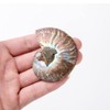 ANCLLO Ammonite Fossil Snail Specimen, Ammonite Fossil Specimen Shell Natural