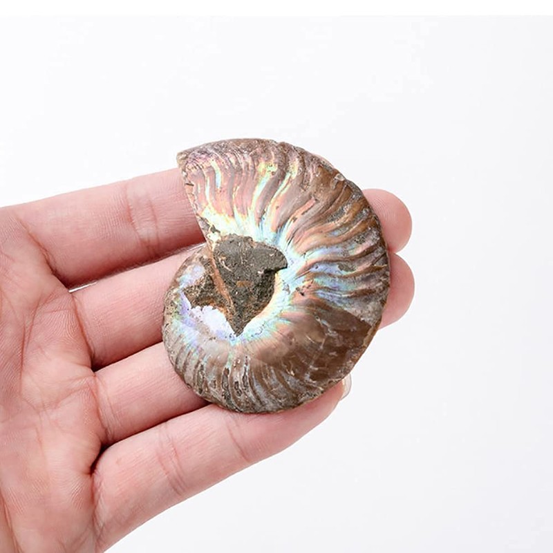 ANCLLO Ammonite Fossil Snail Specimen, Ammonite Fossil Specimen Shell Natural