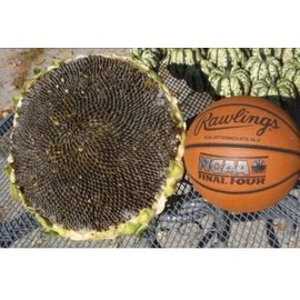 50+ Giant Mongolian Sunflower Seeds --- NON GMO -- HEIRLOOM -- FRESH