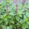 PREMIER SEEDS DIRECT - HERB - BASIL - THAI LARGE