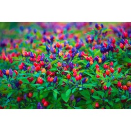 Valley View Ranch Pepper Hot Ornamental Filius Blue/Goldfinge - Goldfinger 25 seeds
