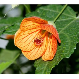 Abutilon Orange Plants | 3 Live Seedlings | Abutilon hybridum | Flowering Maple Variety | Foliage Accent Plant for Containers or Borders