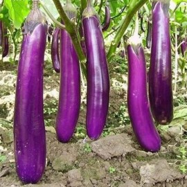 Nygardenia 350pcs Long Purple Eggplant Seeds - Heirloom Variety, Non-GMO Vegetable Seed
