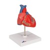 3B Scientific Human Anatomy - Classic Heart Model, 2 Pieces