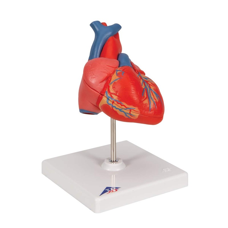 3B Scientific Human Anatomy - Classic Heart Model, 2 Pieces