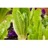 HSC 1200+ Parris Island Romaine Lettuce Seeds | Non-GMO Lettuce