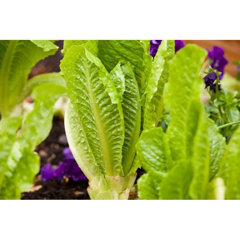 HSC 1200+ Parris Island Romaine Lettuce Seeds | Non-GMO Lettuce