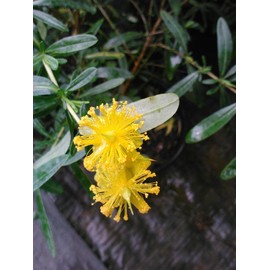 Pixies Gardens Creels Gold, St Johns Wort 2 Gallon