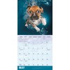 Underwater Dogs 2026 Wall Calendar, 16-Month Funny Dog Photography Calendar
