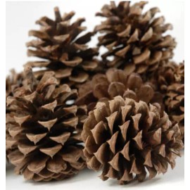 Unbranded 5 BIG PINE CONES FOR CRAFTS 3" 5" NATURAL REAL CHRISTMAS HOLIDAY DECORATIONS
