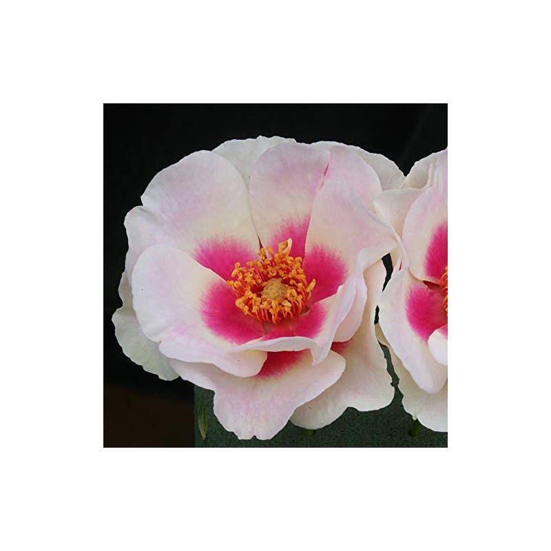 Heirloom Roses Rose Plant - Bull's Eye™ Multi Rose Bush,