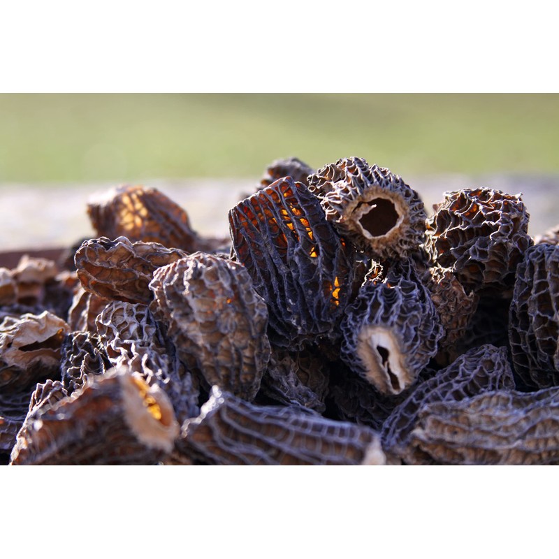 Wild Morel Mushrooms - Sun-Dried Caps (4 - 8 cm)
