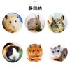 MUYYIKA Hamster Toothpaste Rabbit Chinchilla Squirrel Toy Guinea Pig Rabbit