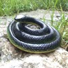 Homdipoo Realistic Fake Rubber Snake Toys Black Fake Snakes That