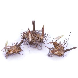 Van Zyverden Hardy Garden Orchid Bletilla striata Root (Set of 3), Pink