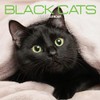 Black Cat 2025 Calendar