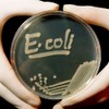 CafePress Petri Dish Culture of Ei Bacteria Square Sti Square