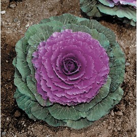 Park Seed Color Up Purple Hybrid Ornamental Cabbage Seeds, Easy to Grow Pack of 25