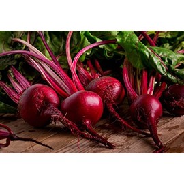 Red Ace Improved Beet Pickling Pickled Heirloom Premium Seeds for Planting Packet