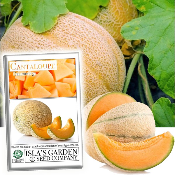 Delicious 51" Cantaloupe Seeds for Planting, 50+ Heirloom Melon Seeds