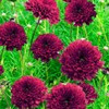 Outsidepride 50 Seeds Annual Cosmos Bipannatus Double Click Cranberries Cut