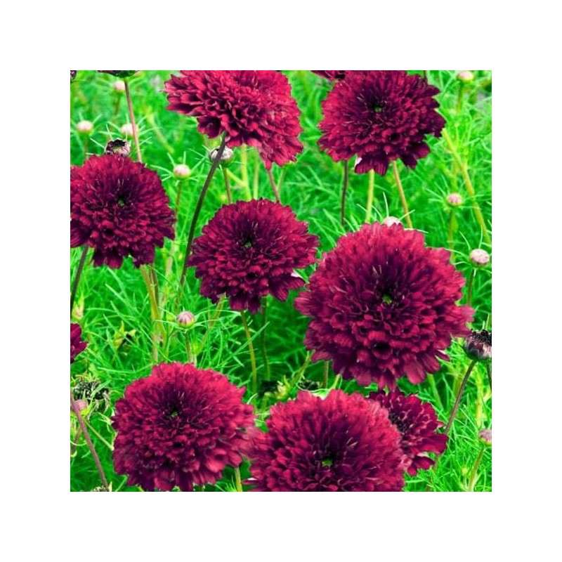 Outsidepride 50 Seeds Annual Cosmos Bipannatus Double Click Cranberries Cut