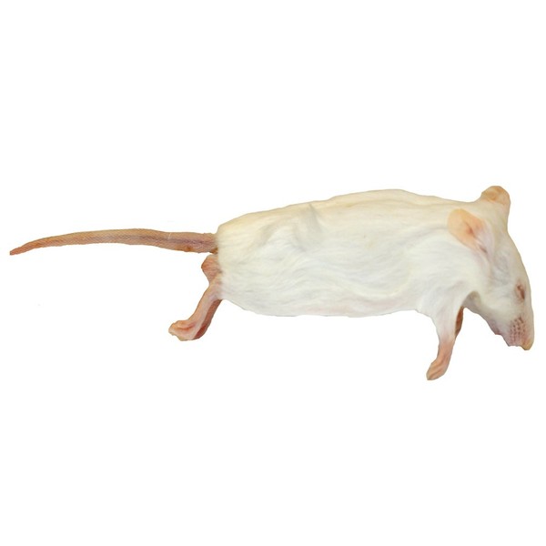 Frozen Mice - Jumbo Size 30g up - Pack of 10