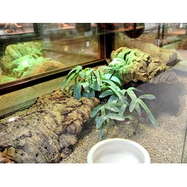 Woyrise Reptile Plants for Terrarium Decor, Amphibian Habitat Decor, Artificial Plants for Gecko Chameleon Frog Snake Tortoise Tank Accessories with Base - Selliguea