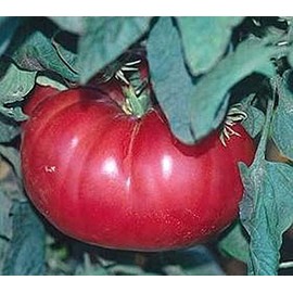 Watermelon Beefsteak Tomato Seeds