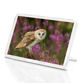 Pretty Barn Owl Classic Fridge Magnet - Bird Prey British Wildlife Gift #15813