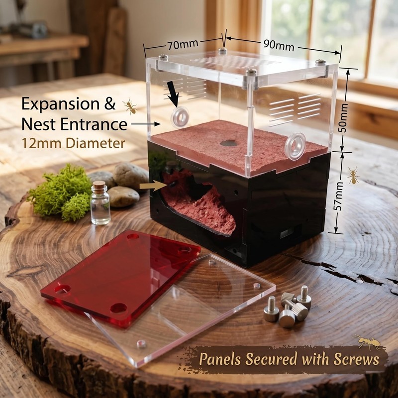 CaveView Small-Ant Nest for New Queens and Small Colonies with