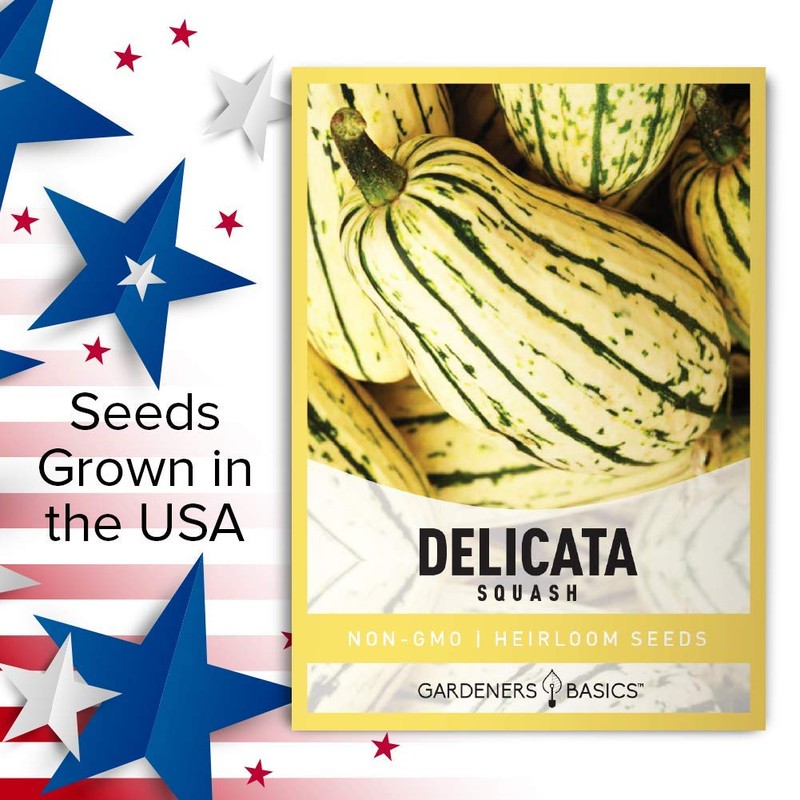 Gardeners Basics, Delicata Squash Seeds for Planting - Winter Squash