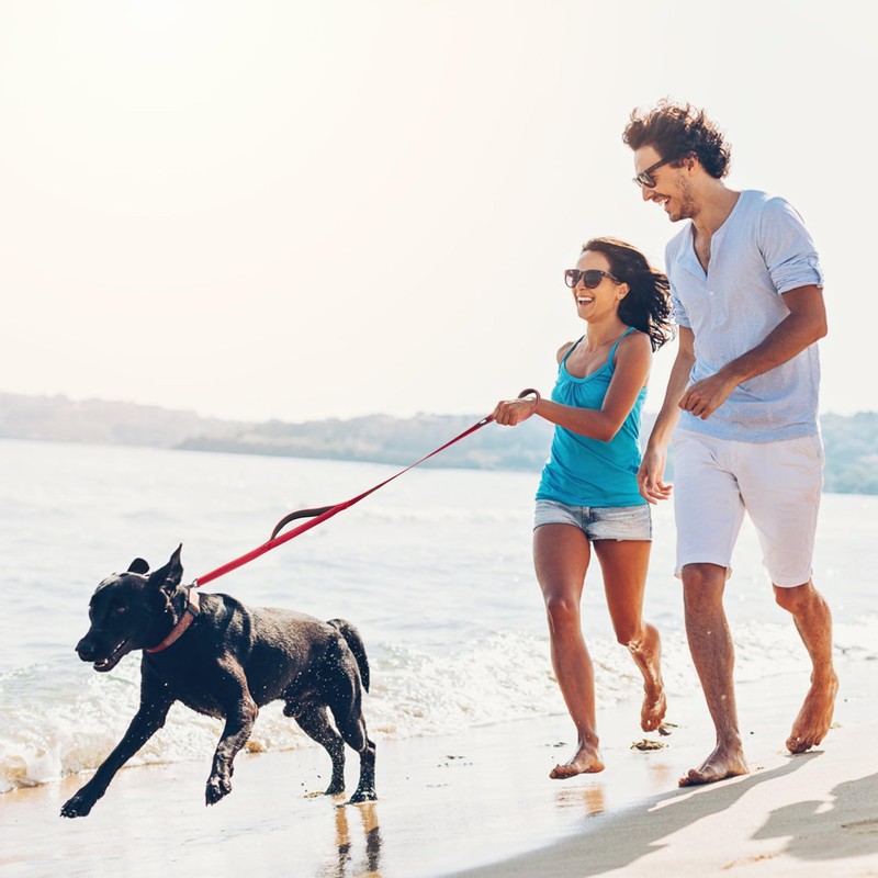 Fida Leash for Dogs, Long Lead, 2 Handles, Soft Pad,