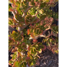 Plantko ORGANIC  Crassula Ovata–  ‘Pink Beauty’ 5 Cuttings for  $20.00