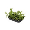 Elho green basics grow tray m accessory - living black